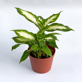 観葉植物 ディフェンバキアカミーラ おしゃれ 4号 本物 鉢植え 室内 風水 プレゼント ギフト グリーンインテリア 空気清浄効果 育てやすい 人気