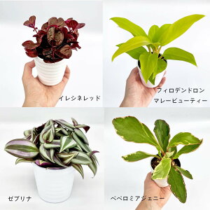 観葉植物 ペペロミア 4号の人気商品 通販 価格比較 価格 Com
