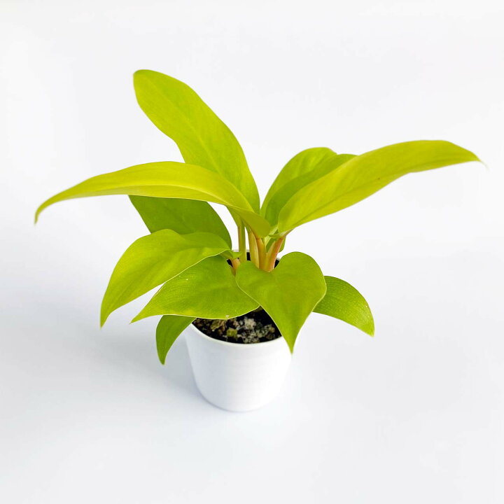 楽天市場 観葉植物4点セット おしゃれ 小さめ ミニ観葉 イレシネ フィロデンドロン ゼブリナ ペペロミア ジェニー 多肉 斑入り 3号 本物 鉢植え 室内 風水 プレゼント ギフト グリーンインテリア 植物 育てやすい Kokonoe Shop