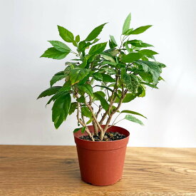 楽天市場 観葉植物 種類 植物 ハイビスカス 花 観葉植物 花 ガーデン Diy の通販