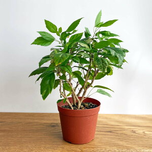 エコプランツ 観葉植物の人気商品 通販 価格比較 価格 Com