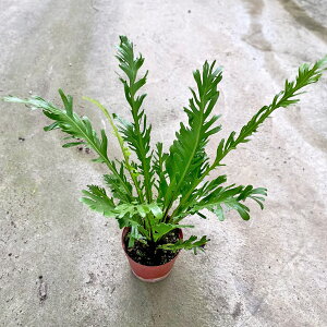 エコプランツ 観葉植物の人気商品 通販 価格比較 価格 Com