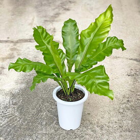 楽天市場 アビス 観葉植物 花 観葉植物 花 ガーデン Diyの通販 楽天市場 アビス 観葉植物 花 観葉植物 花 ガーデン Diyの通販