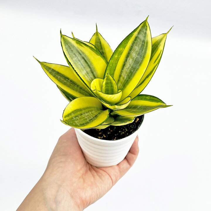 楽天市場 空気を綺麗にする観葉植物4点セット おしゃれ 小さめ ミニ観葉 サンスベリア 2色 ポトス アイビー 斑入り3号 本物 鉢植え 室内 風水 プレゼント ギフト グリーンインテリア 植物 育てやすい Kokonoe Shop