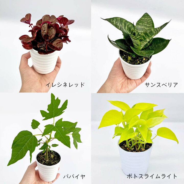 楽天市場 観葉植物4点セット おしゃれ 小さめ ミニ観葉 イレシネ サンスベリア パパイヤ ポトスライムライト斑入り3号 本物 鉢植え 室内 風水 プレゼント ギフト グリーンインテリア 植物 育てやすい Kokonoe Shop 楽天市場 観葉植物4点セット おしゃれ 小さめ ミニ観葉 イレシネ サンスベリア パパイヤ ポトスライムライト斑入り3号 本物 鉢植え 室内 風水 プレゼント ギフト グリーンインテリア 植物 育てやすい Kokonoe Shop