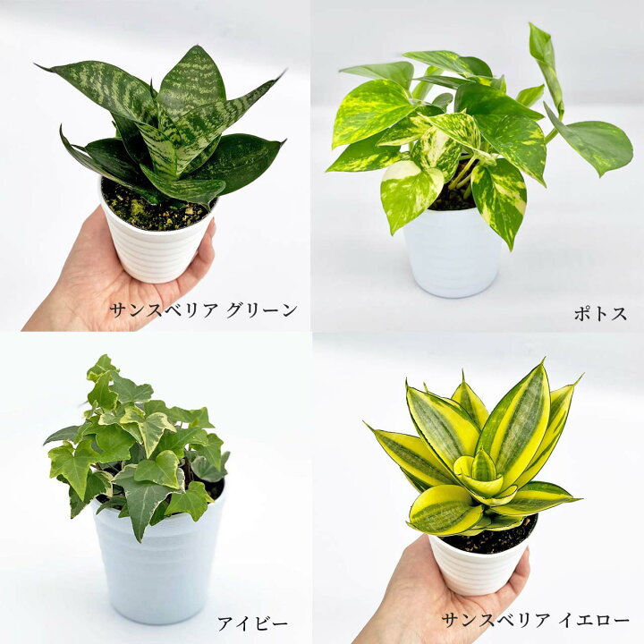 楽天市場 空気を綺麗にする観葉植物4点セット おしゃれ 小さめ ミニ観葉 サンスベリア 2色 ポトス アイビー 斑入り3号 本物 鉢植え 室内 風水 プレゼント ギフト グリーンインテリア 植物 育てやすい Kokonoe Shop