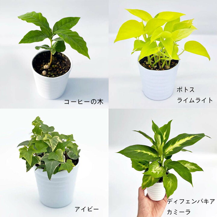 楽天市場 観葉植物4点セット おしゃれ 小さめ ミニ観葉 コーヒーの木 ポトスライムライト アイビー ディフェンバキアカミーラ 斑入り3号 本物 鉢植え 室内 風水 プレゼント ギフト グリーンインテリア 植物 育てやすい Kokonoe Shop