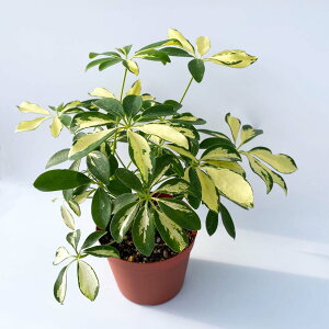 観葉植物 カポック 4号の人気商品 通販 価格比較 価格 Com