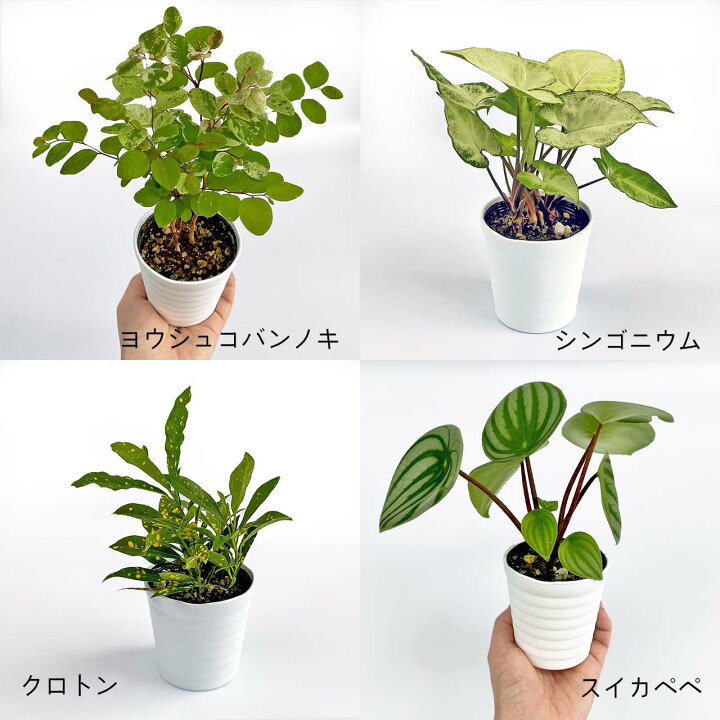 楽天市場 観葉植物4点セット おしゃれ 小さめ ミニ観葉 ヨウシュコバンノキ シンゴニウム クロトン スイカぺぺ ペペロミアアルギレイア 斑入り3号 本物 鉢植え 室内 風水 プレゼント ギフト グリーンインテリア 植物 育てやすい Kokonoe Shop