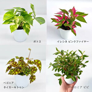 観葉植物 ペペロミア 3号 観葉植物の人気商品 通販 価格比較 価格 Com