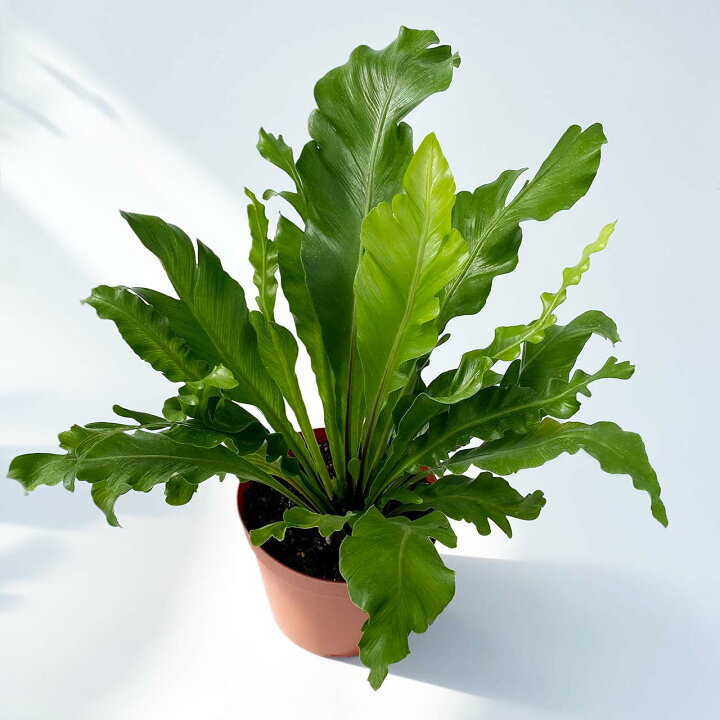 楽天市場 観葉植物 アビス おしゃれ レア 希少 4号 本物 鉢植え 変わり葉 室内 風水 プレゼント ギフト グリーンインテリア 空気清浄効果 育てやすい 人気 個性的 Kokonoe Shop