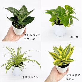 楽天市場 観葉 植物 オリヅルランの通販
