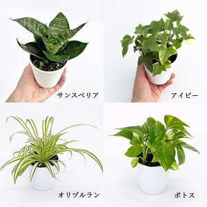 アイビー 室内 観葉植物の人気商品 通販 価格比較 価格 Com
