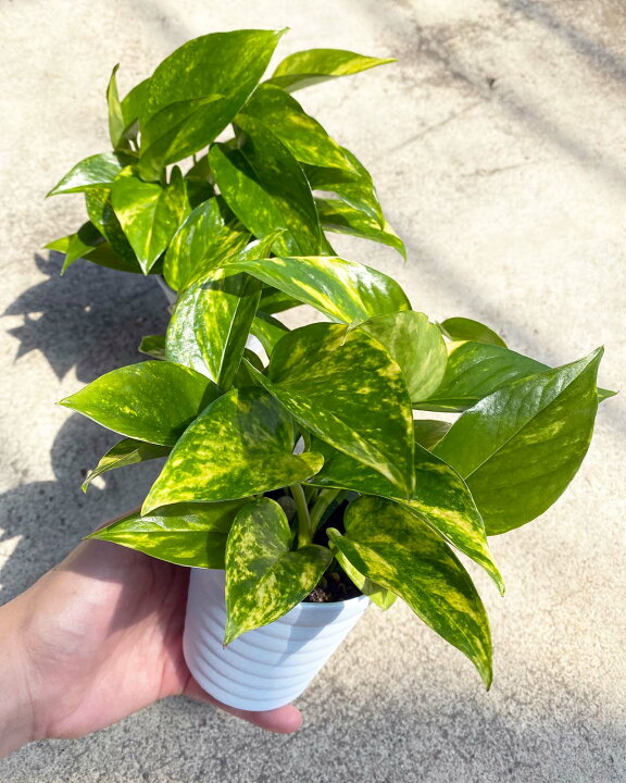 土に代わる新素材 パフカル 使用 土より安全で良く育つ 観葉植物 サンスベリア ミニ 本物 3号 テラコッタ 土を使わない お手入れ簡単 土より良く育つ 初心者 おしゃれ インテリア インテリアグリーン ミドリエデザイン 底面給水ポット Crystal Pot G ゴールデンハニー