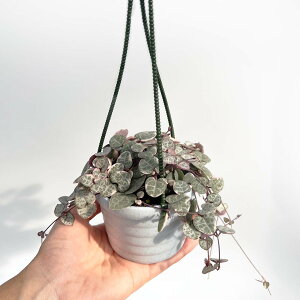 ϗtA n[gJY fBn[g 3 nMO ݂蔫 ݂|bg   ~jϗt   { A   v[g Mtg sN 킢 A