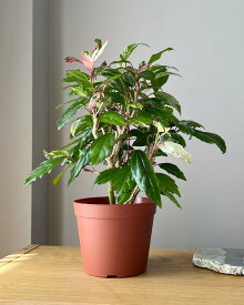 観葉植物 ハイビスカスカラーリーフ 木 おしゃれ 4号 本物 鉢植え 室内 風水 プレゼント ギフト グリーンインテリア 空気清浄効果 育てやすい 人気 個性的