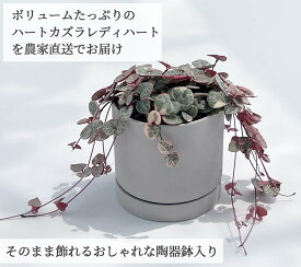 観葉植物 ハートカズラ レディハート 陶器鉢 3号 おしゃれ 小さい ミニ観葉 多肉 斑入り 本物 鉢植え 室内 風水 プレゼント ギフト ピンク かわいい 植物