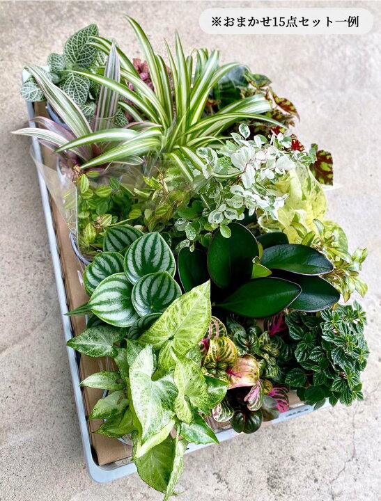 楽天市場】何が届くかお楽しみ 農家直送 観葉植物 15点セット おしゃれ 