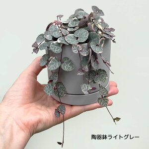 ϗtA n[gJY fBn[g 3   ~jϗt   { A   v[g Mtg sN 킢 A 픫 CeA O[