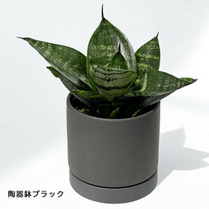 ϗtA TXxA 3 󂯎Mt~jϗt   { A   v[g Mtg C A CeA O[  픫