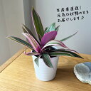 観葉植物 ムラサキオモト おしゃれ 小さい ミニ観葉 受け皿付き 斑入り 本物 鉢植え 室内 風水 プレゼント ギフト ピンク 万年青 植物 陶器鉢 生産者直送
