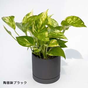 ϗtA |gX S[f 3 1 󂯎Mt~jϗt   { A   v[g Mtg C A CeA O[  픫