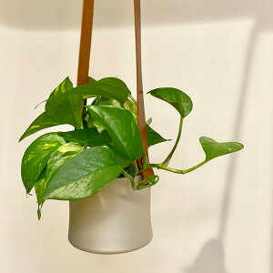 ポトス 種 観葉植物の人気商品 通販 価格比較 価格 Com
