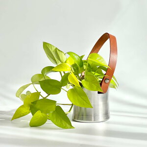 観葉植物 ペペロミア 3号 Diy 工具の人気商品 通販 価格比較 価格 Com