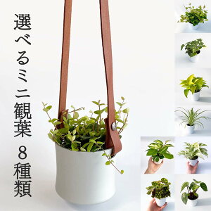 アイビー 鉢植えの人気商品 通販 価格比較 価格 Com アイビー 鉢植えの人気商品 通販 価格比較 価格 Com
