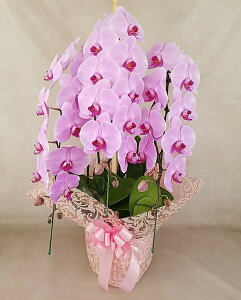 ubNtCf[yԌʉizFIׂ3{/30ֈȏ@sN@|CgUP2{@j@蕨@ԁ@ӒyrWlXMtgɑlCzyEYn