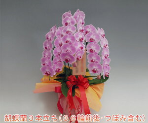 3{ӒsN/36֑O@j@JX@p@Mtg@ƗlɂlCyEYnzwm̓SlxXc񂪈ĂӒ3{i36OEڂ݊܂ށj/