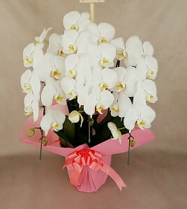 ʉi@3{27֑O/zCg@j@،Ӓ@XlCi@Ӓ@j@Mtg@i^ۏ؁@ōyEkCE͔szwm̓SlxXc