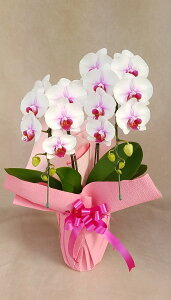 y@ꔭ͏o܂zwm̓SlxĂ~fBӒETNq2{i14֑OEڂ݊܂ށjyMtgE@bsO܂z