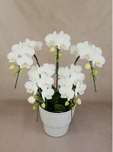 wm̓SlxĂ~fBӒEA}rX5{i40֑OEڂ݊܂ށjڂݑ߂ł̏oׂƂȂ܂BpÏוʔƂȂ܂B yyMt_bŹz