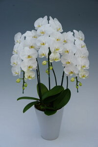 @lMtgɍœKb֌Ӓ _CAhX^[3{i30֑OjzCgyڂݑ߂̏ꍇzyzwm̓SlxXcĂ~fBӒ