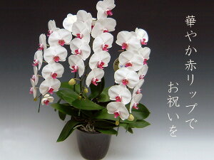 @j@Mtg@̓@̓@@/ʉi@Ԍ菤i@ ،Ӓ3{i35֑Oڂ݊܂ށj/ԃbv@jEJXj