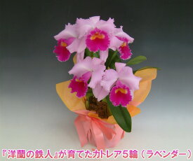 楽天市場 カトレア 花の通販