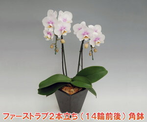 ̓MtgȊOłOK  um̓SlvĂt@[Xgu2{i14֑Oڂ݊܂ށj bsOł܂B ͂̎w͏鎖o܂B 56514