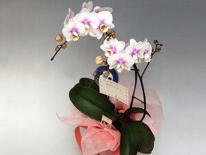 j@~fBӒ@yt@[Xgu2{zbZ[WJ[hEbsOEwm̓SlxĂ~fBӒEt@[Xgu2{i14֑OEڂ݊܂ށj