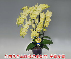 【送料無料】全国花き品評会洋蘭部門金賞(社団法人園芸文化協会長賞)受賞！『洋蘭の鉄人』が育てたミディ胡蝶蘭5本立ち（35輪前後つぼみ含む）/ライムライト ※現在つぼみ多めとなります。 【楽ギフ_包装選択】【楽ギフ_メッセ入力】