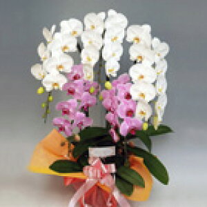 y@lMtglCNo.1zy؍g~bNXӒ 5{ 45ֈȏエ񑩁iڂ݊܂ށjzrWlXEjMtgɍœKIYni/AE͔sjy