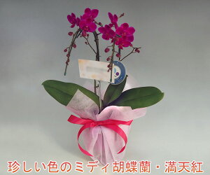 j@Ӓ@[g̃~jӒIVg2{i14֑OEڂ݊܂ށj݂ڂݑ߂̏ꍇyXcȊO̔_Ƃ̏ꍇzkCEB͕ʓrƂȂ܂B