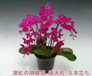 ԂӒI~fB[TCYӒ5{i35OEڂ݊܂ށj/Vg@ڂݑ߂ł̏oׂƂȂ܂ByyMt_IzyyMt_bŹz