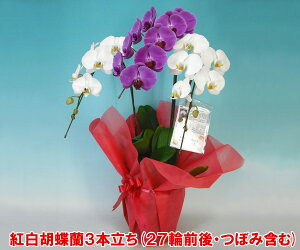 yIzwKłxN̗ǂg~bNXӒ3{i27֑OEڂ݊܂ށjw2010NÉۗWxŗDG܁Ov܂XYLYnI