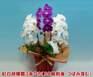 yIzwKłxN̗ǂg~bNXӒ3{i30֑OEڂ݊܂ށjw2010NÉۗWxŗDG܁Ov܂_YnIyyMt