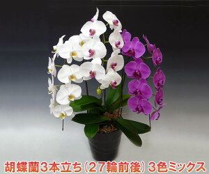 yYnIzwKłxN̗ǂ3F~bNXӒ3{i27֑OEڂ݊܂ށjj̑蕨ɃIXXłBw2010NÉۗWxŗDG܁O