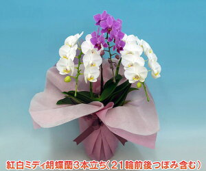 yzwKłxN̗ǂg~fBӒ3{i21֑OEڂ݊܂ށjw2010NÉۗWxŗDG܁Ov܂XYLYnIyy