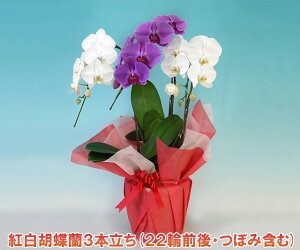 yEYnIzwKłxN̗ǂg~bNXӒ3{i22֑OEڂ݊܂ށjw2010NÉۗWxŗDG܁Ov܂XYL