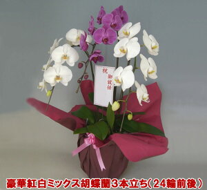 yIzwKłxN̗ǂg~bNXӒ3{i24֑OEڂ݊܂ށj w2010NÉۗWxŗDG܁Ov܂XYLYn