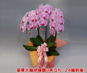 ֌Ӓ3{sN/24ֈȏmi@jyj@MtgzIYnł͂Iєꂽ֌Ӓ3{i24֑OEڂ݊܂ށj/sN